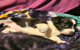 Chihuahua dogs for sale: Lori - Image 8