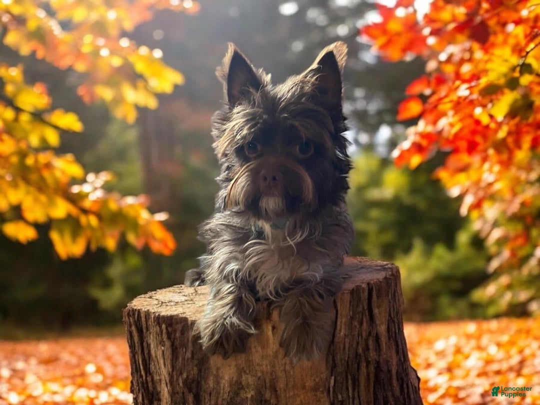 Morkie dogs for sale: Expresso - Image 11