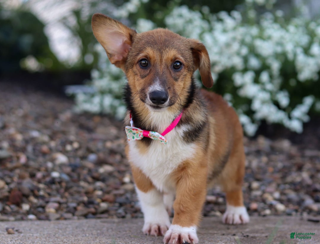 Welsh Corgi Pembroke dogs for sale: Daisy - Image 19