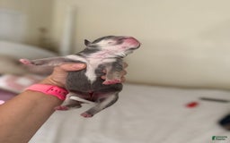 Olde English Bulldogge dogs for sale: Morticia - Image 9