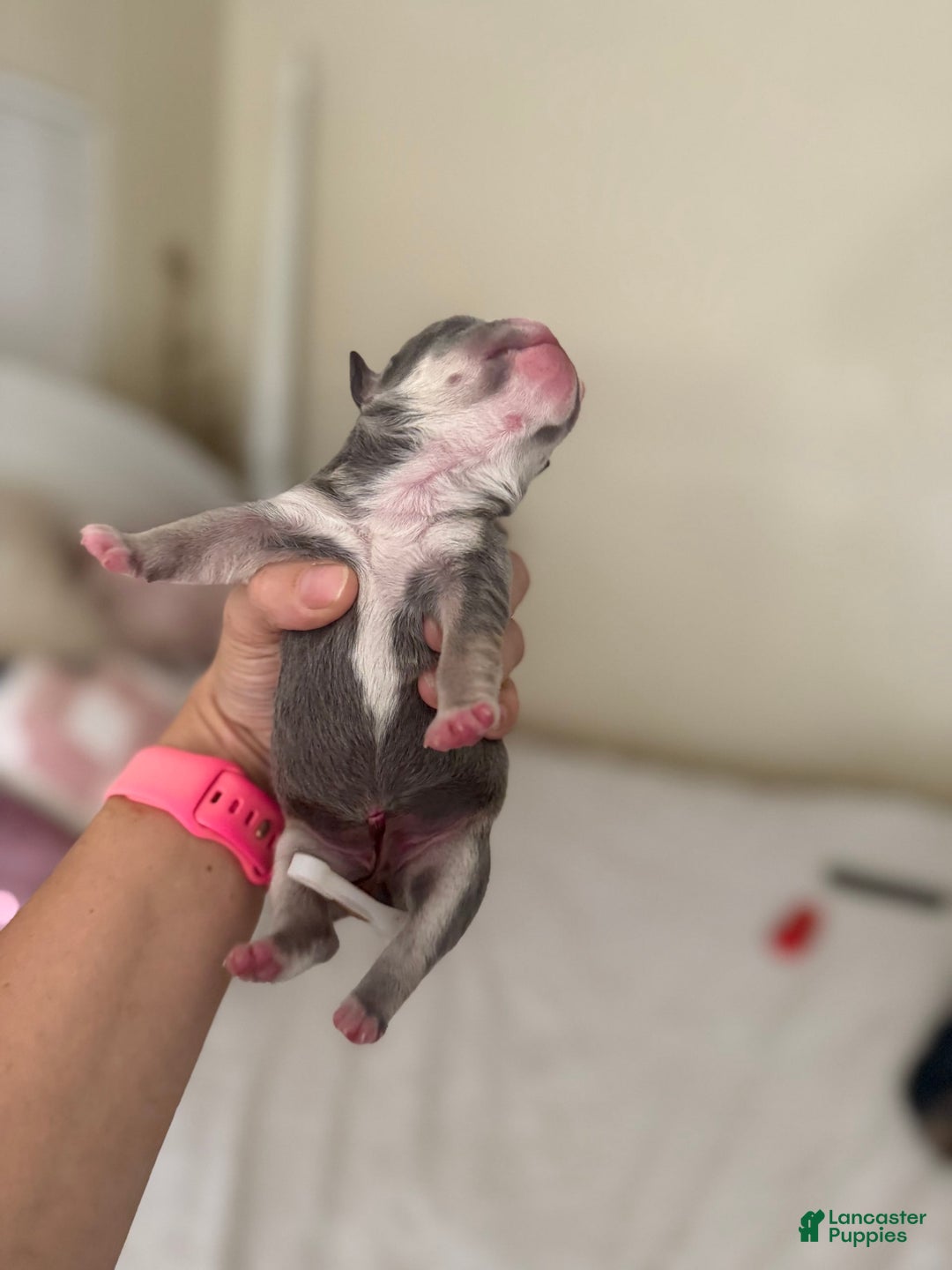 Olde English Bulldogge dogs for sale: Morticia - Image 9