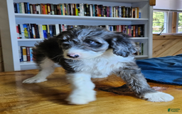 Portuguese Water Dog dogs for sale: Grayson - Image 2