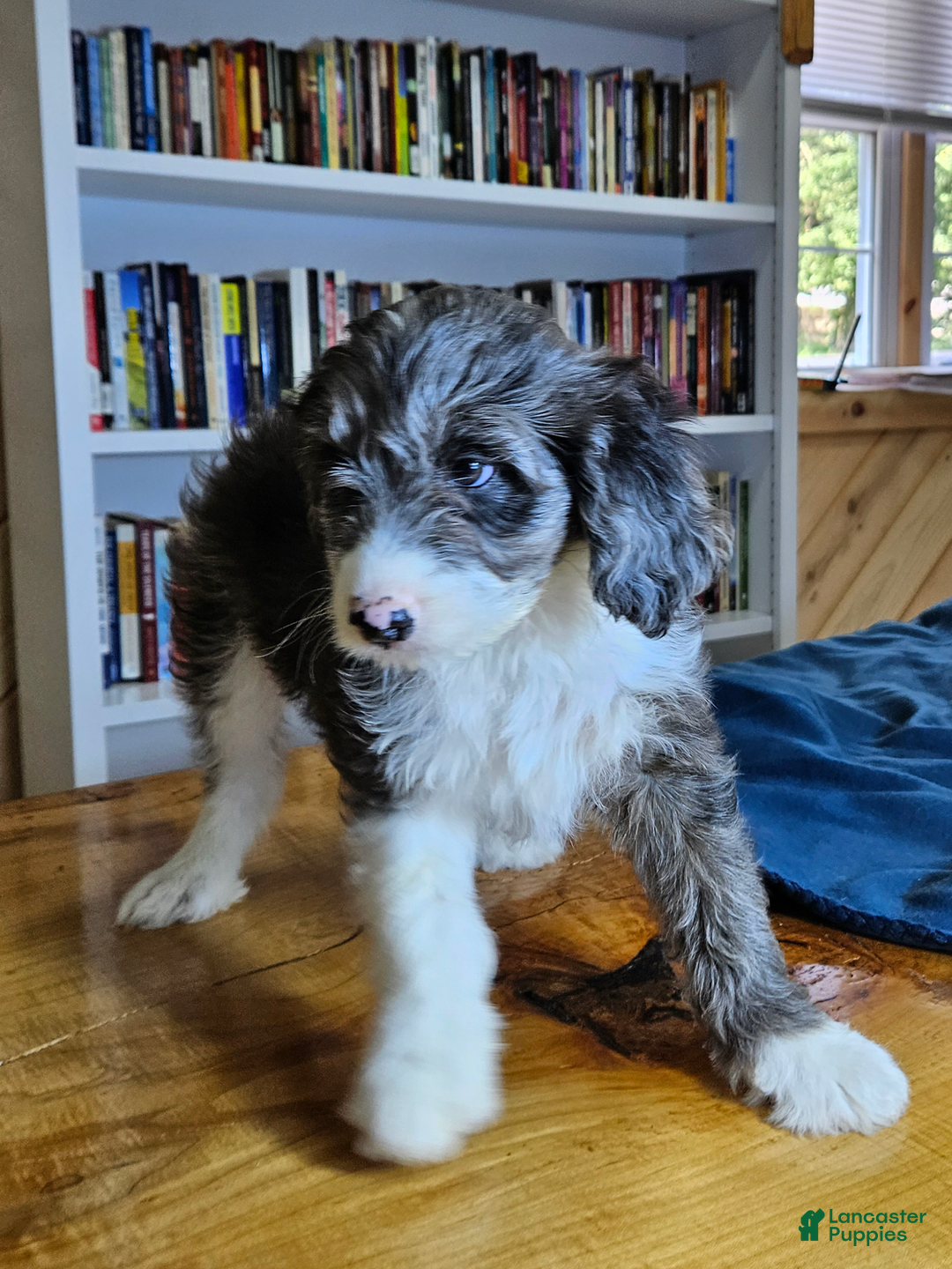 Portuguese Water Dog dogs for sale: Grayson - Image 2