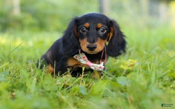 Miniature Dachshund dogs for sale: Joy - Image 6