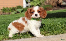 Cavalier King Charles Spaniel dogs for sale: Shiloh - Image 10