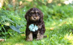 Cockapoo dogs for sale: Ace - Image 15
