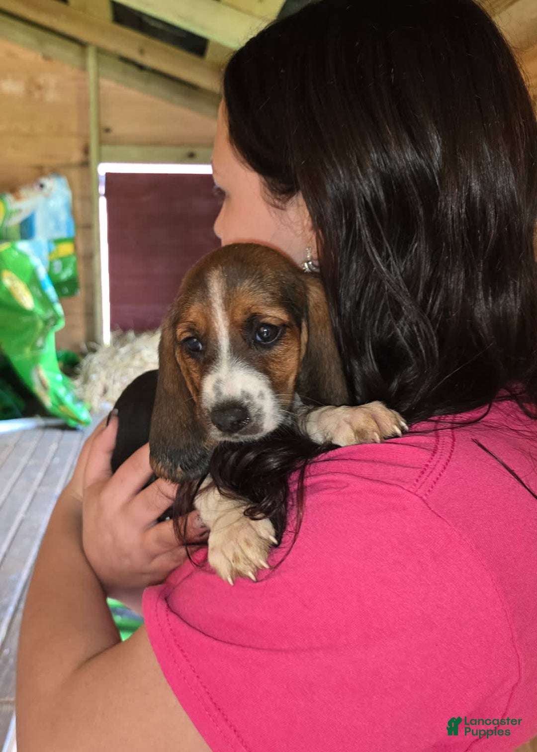 Basset Hound dogs for sale: Beth - Image 2