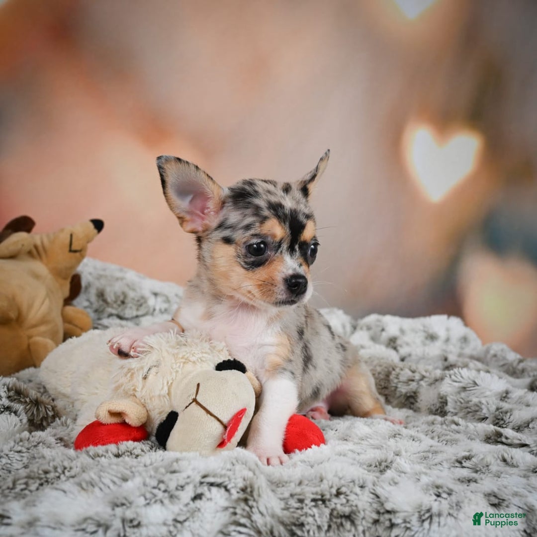 Chihuahua dogs for sale: Camila - Image 9