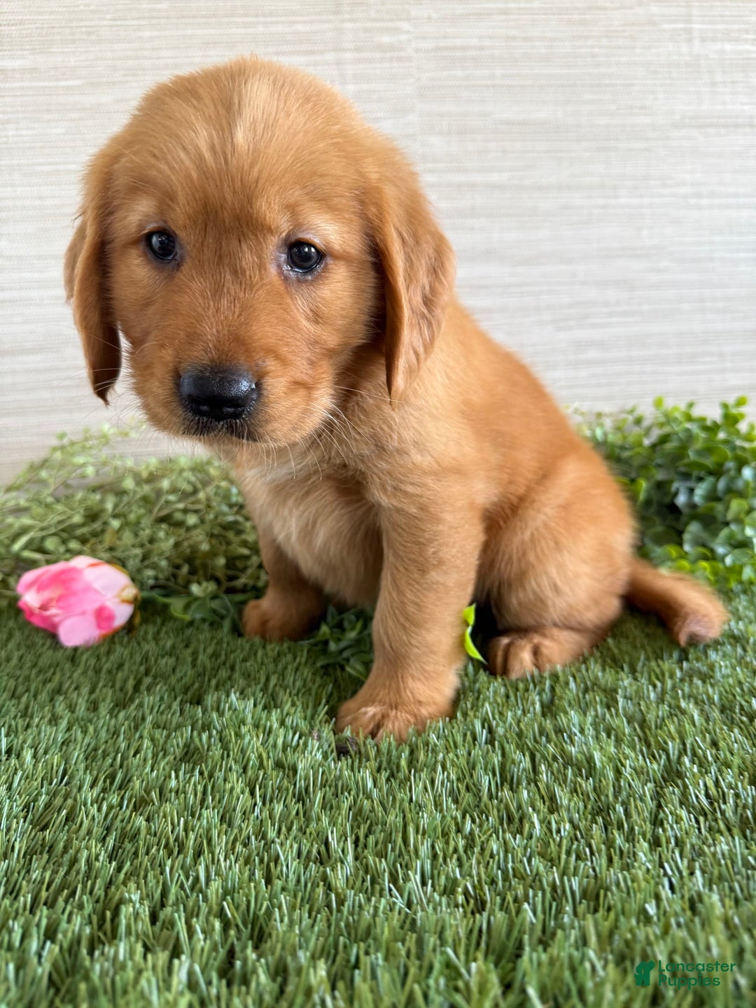 Golden Retriever dogs for sale: Lola - Image 15