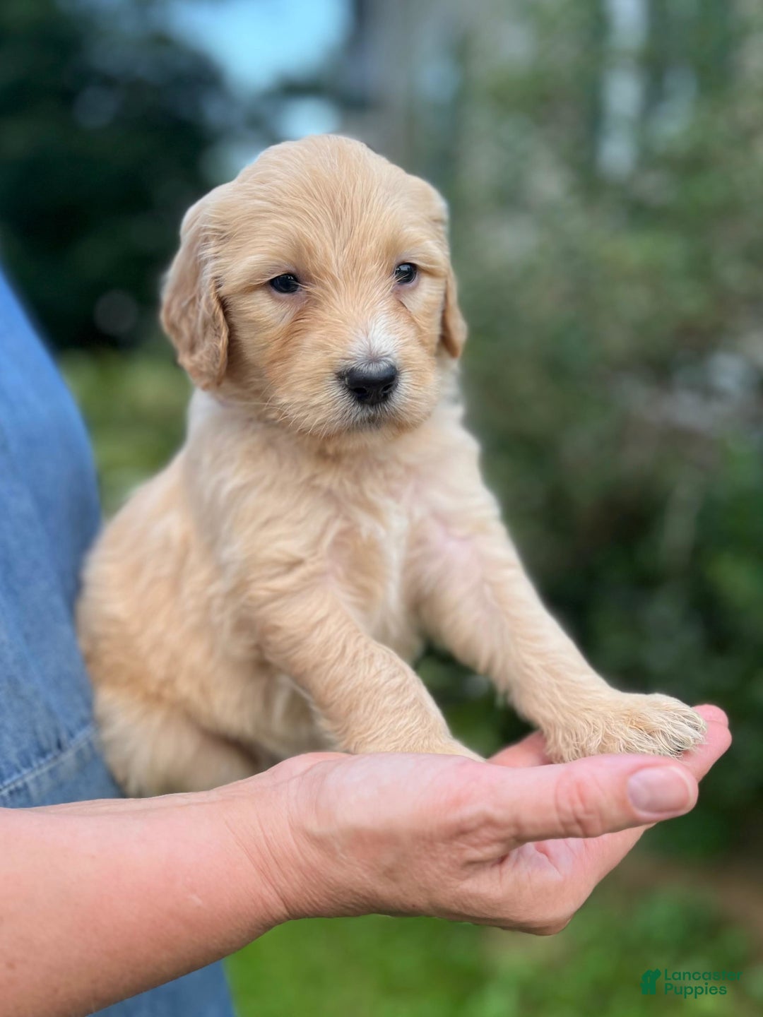 Goldendoodle dogs for sale: Poppy - Image 1