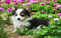 Welsh Corgi Pembroke dogs for sale: Tucker Fluffy - Image 7