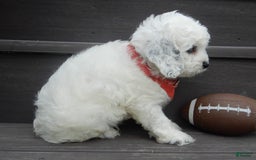 Cockapoo dogs for sale: Boomer - Image 6