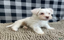 Havanese dogs for sale: Judy - Image 4