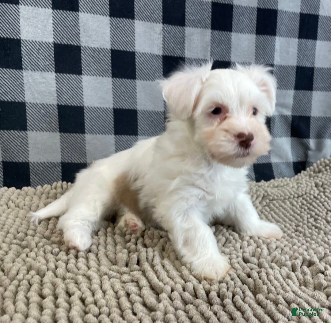 Havanese dogs for sale: Judy - Image 4