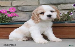 Cocker Spaniel dogs for sale: Oscar - Image 2