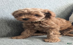Cockapoo dogs for sale: Bailey - Image 16