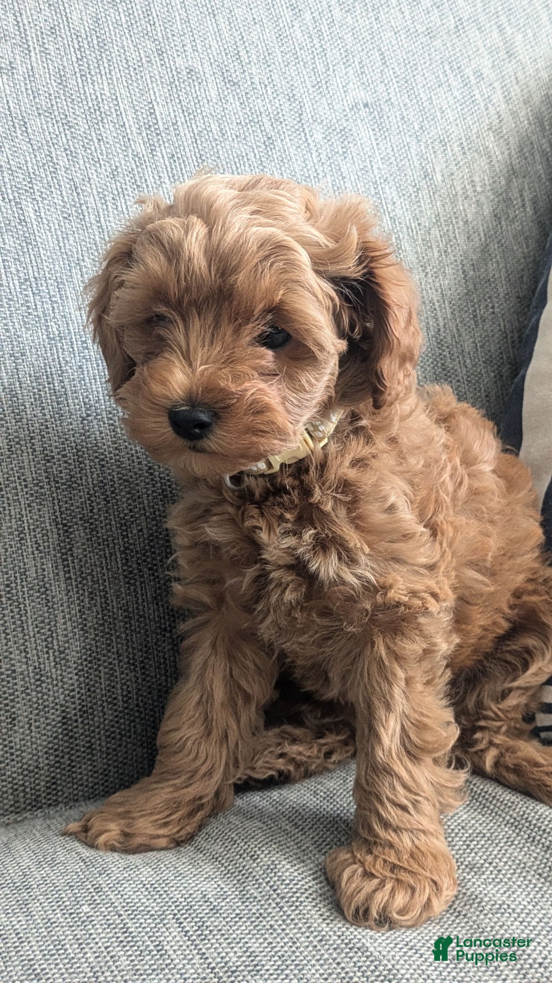 Cockapoo dogs for sale: Bailey - Image 16
