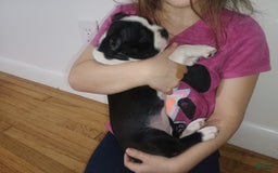 Boston Terrier dogs for sale: Lola - Image 8