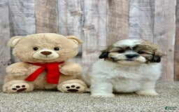 Shihpoo dogs for sale: Donut - Image 2