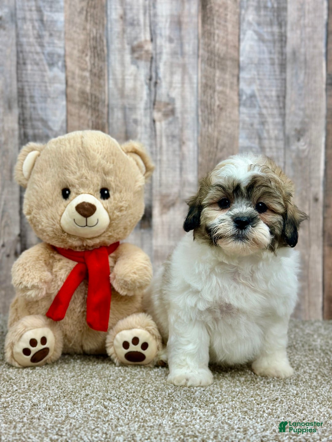 Shihpoo dogs for sale: Donut - Image 2