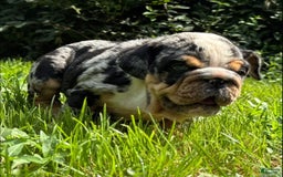 English Bulldog dogs for sale: Prince - Image 6