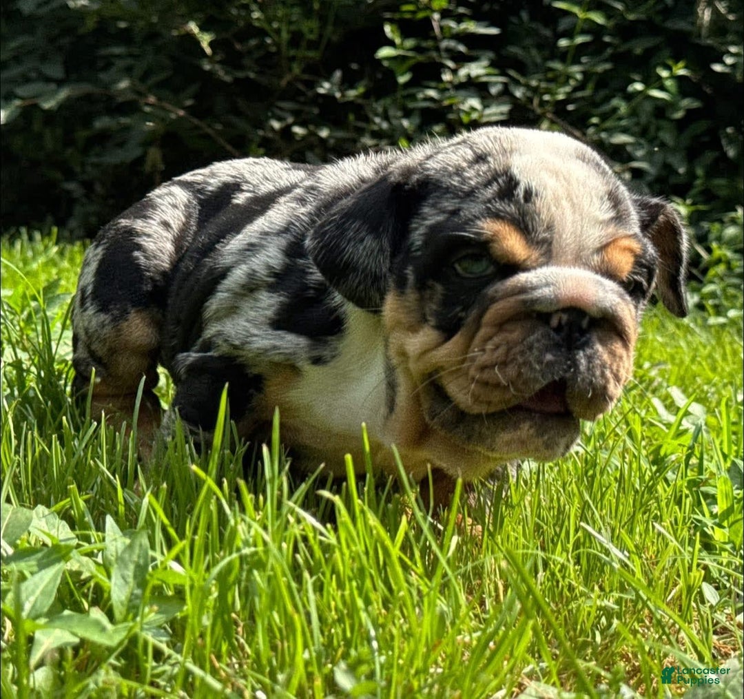 English Bulldog dogs for sale: Prince - Image 6