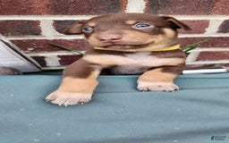 Catahoula Leopard Dog dogs for sale: Bronx - Image 5