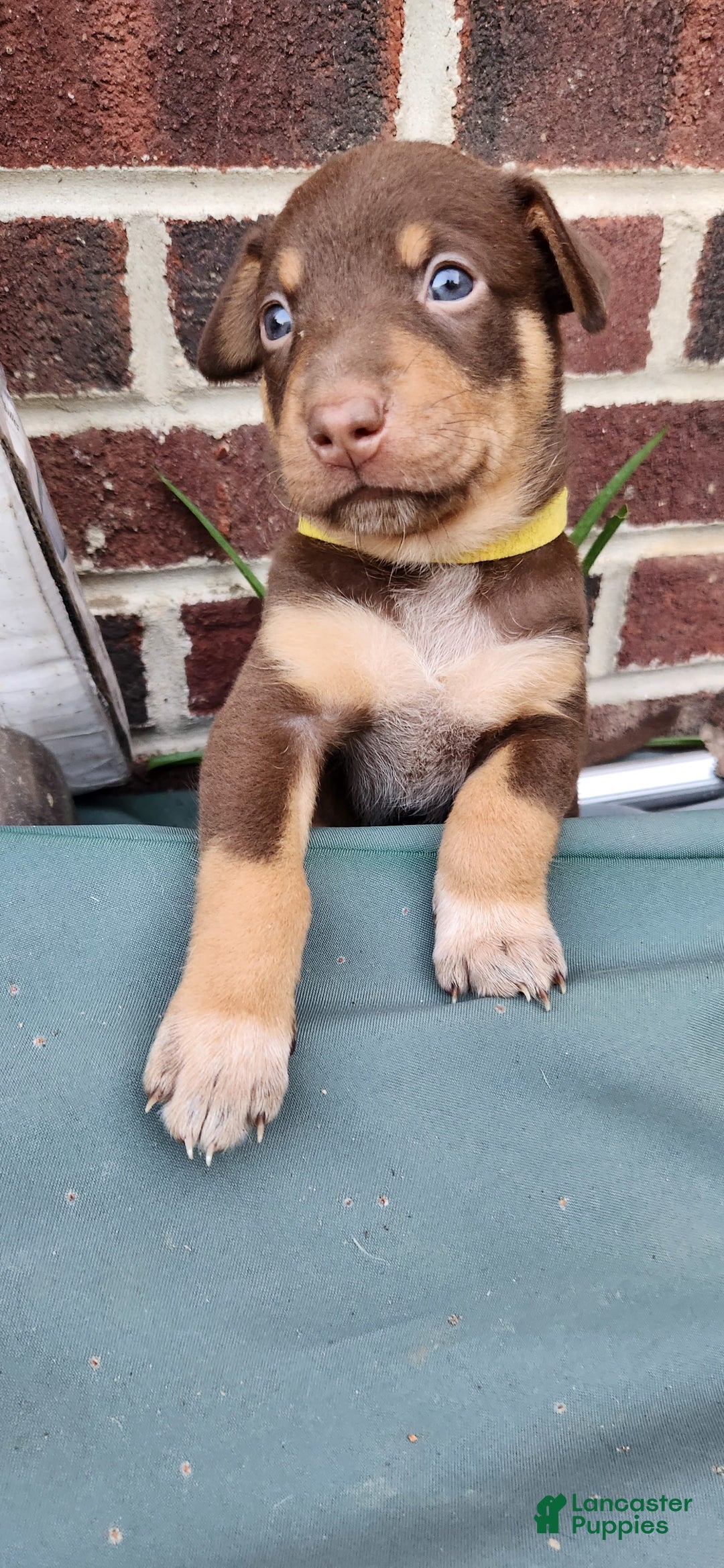 Catahoula Leopard Dog dogs for sale: Bronx - Image 5