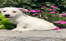 West Highland Terrier dogs for sale: Wendy - Image 6