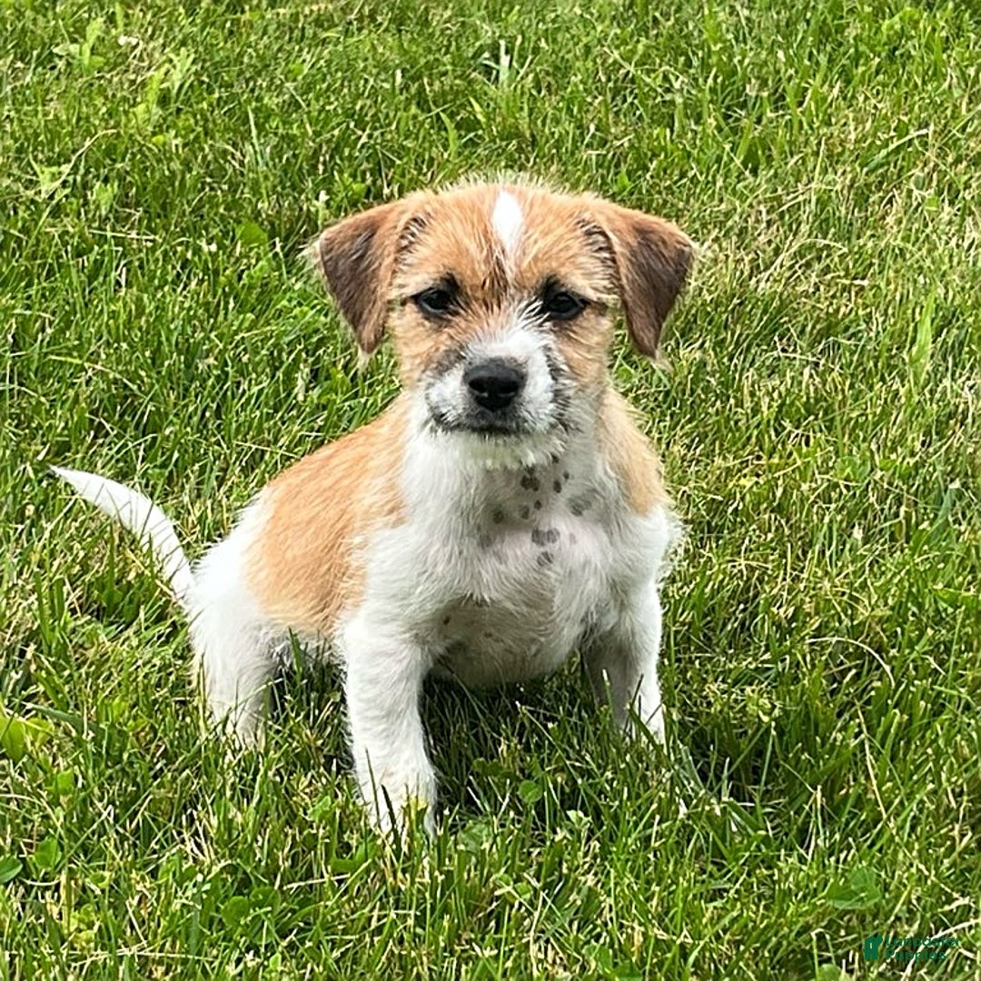 Shih Tzu dogs for sale: Shih Tzu 3 puppies - Image 2