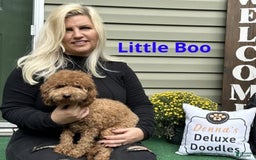 Mini Goldendoodle dogs for sale: Lilo Pink Collar Female - Image 2