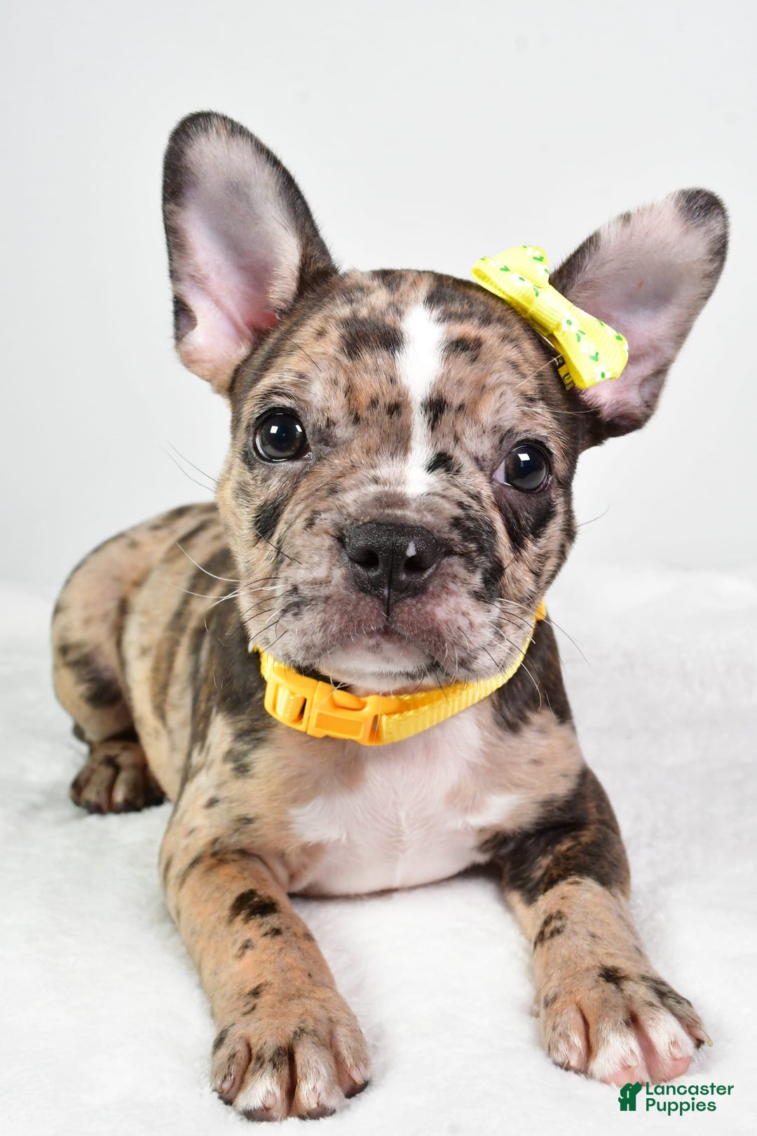 Frenchton dogs for sale: Freddy - Image 3