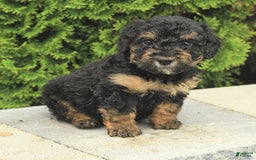 Miniature Poodle dogs for sale: Olive - Image 9