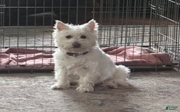 West Highland Terrier dogs for sale: Leo - Image 8