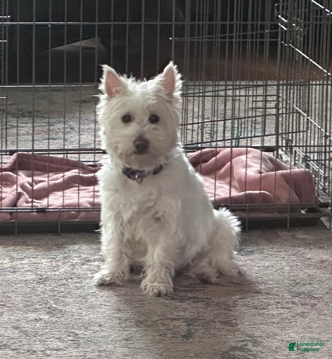 West Highland Terrier dogs for sale: Leo - Image 8