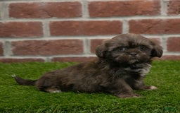 Shih Tzu dogs for sale: Goldie - Image 4