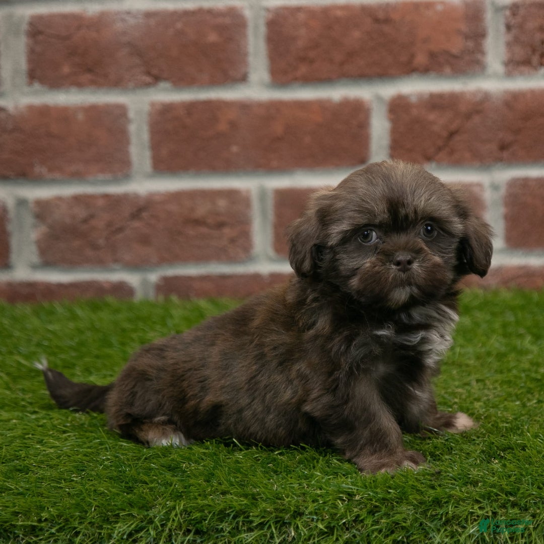 Shih Tzu dogs for sale: Goldie - Image 4