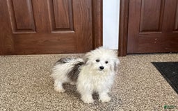 Coton De Tulear dogs for sale: Romeo - Image 2