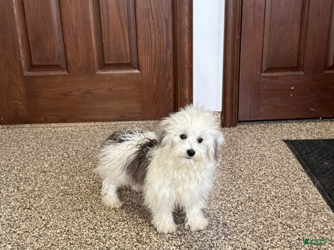 Coton De Tulear dogs for sale: Romeo - Image 2