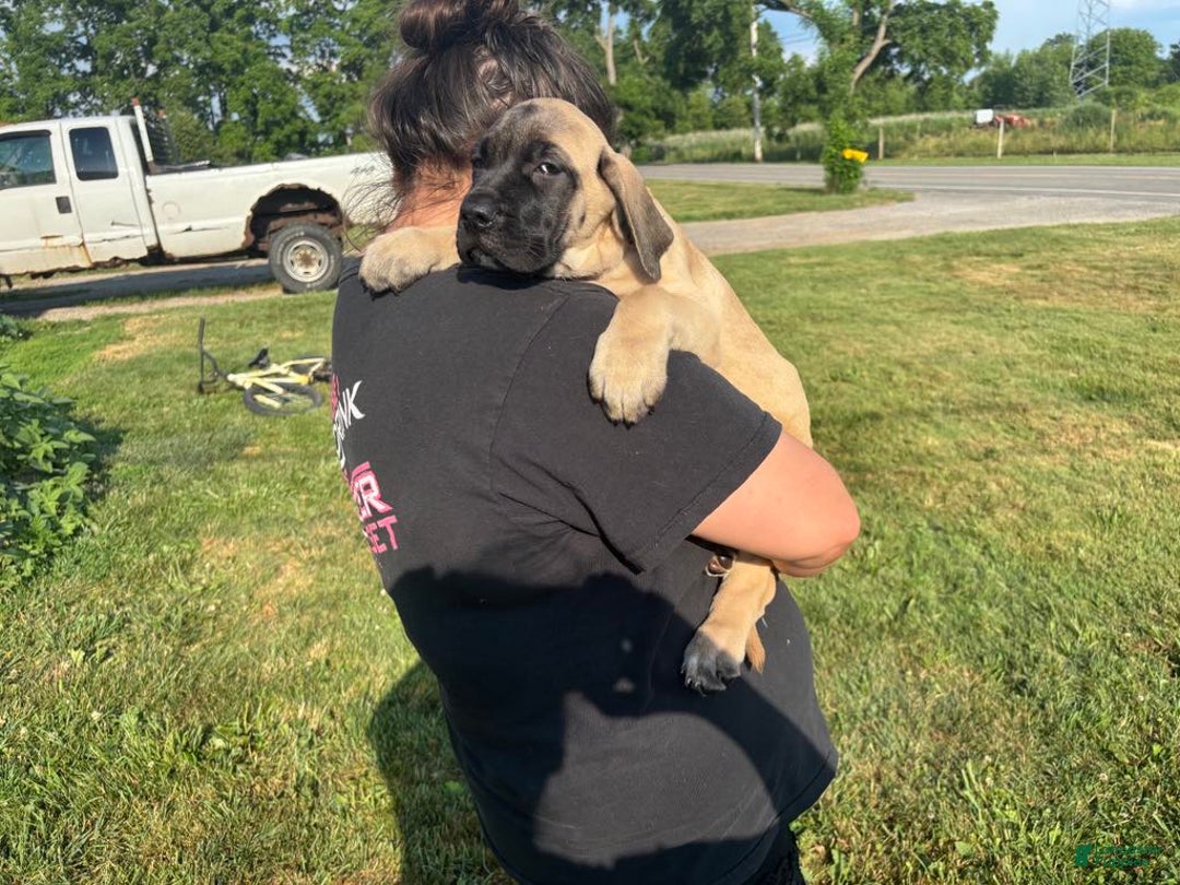 English Mastiff dogs for sale: Peanut - Image 7