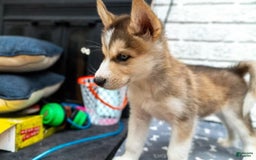 Alaskan Malamute dogs for sale: Sanji - Image 6