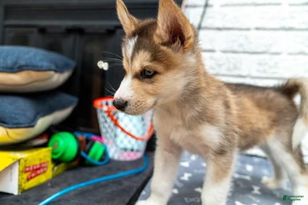 Alaskan Malamute dogs for sale: Sanji - Image 6