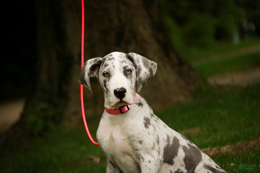 Great Dane dogs for sale: Joujou - Image 21