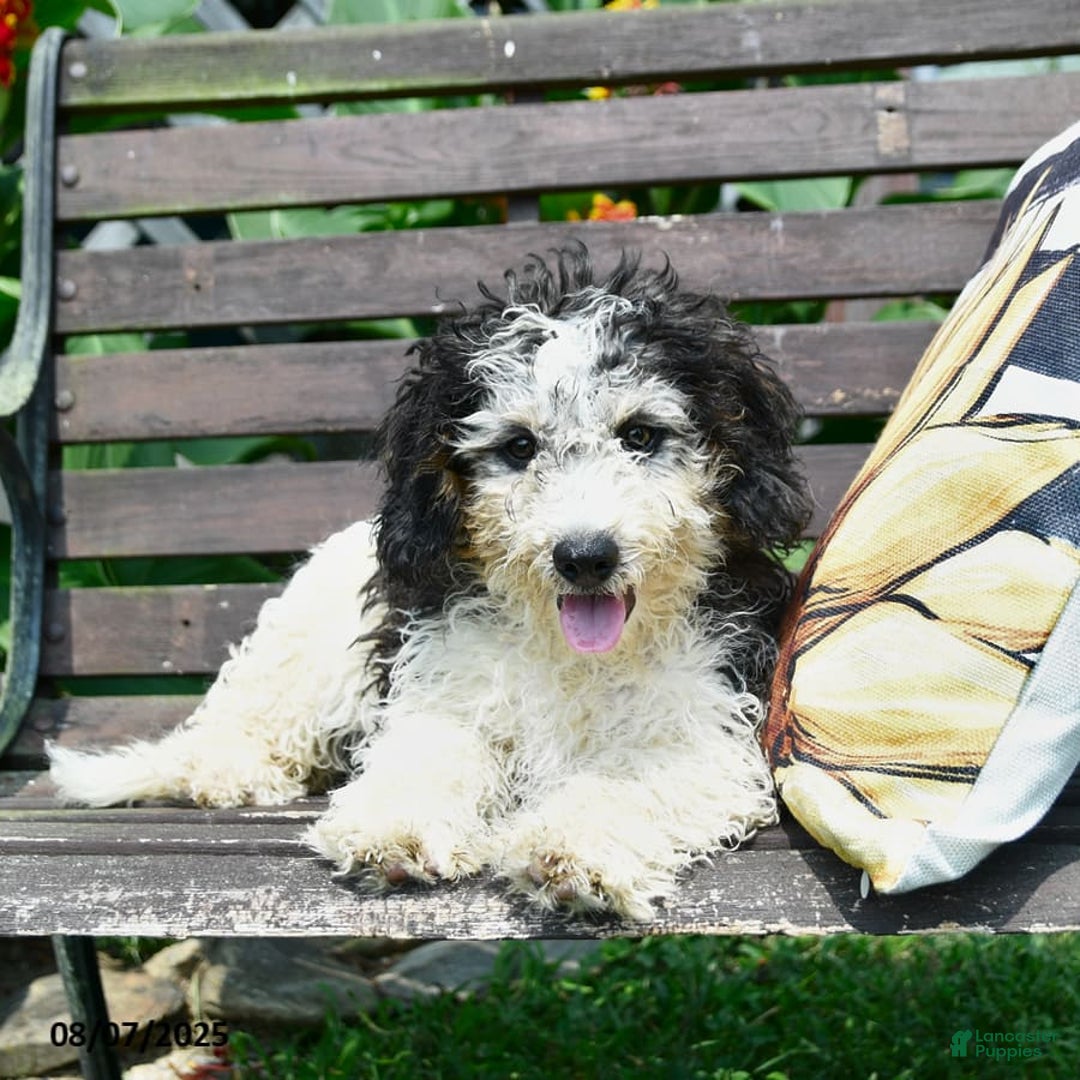 Mini Bernedoodle dogs for sale: Mini Bernedoodle 6 puppies - Image 7