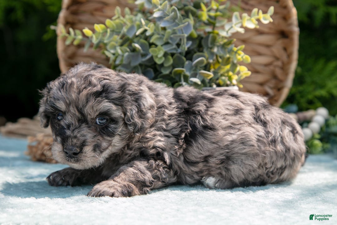 Mini Bernedoodle dogs for sale: Knox - Image 5