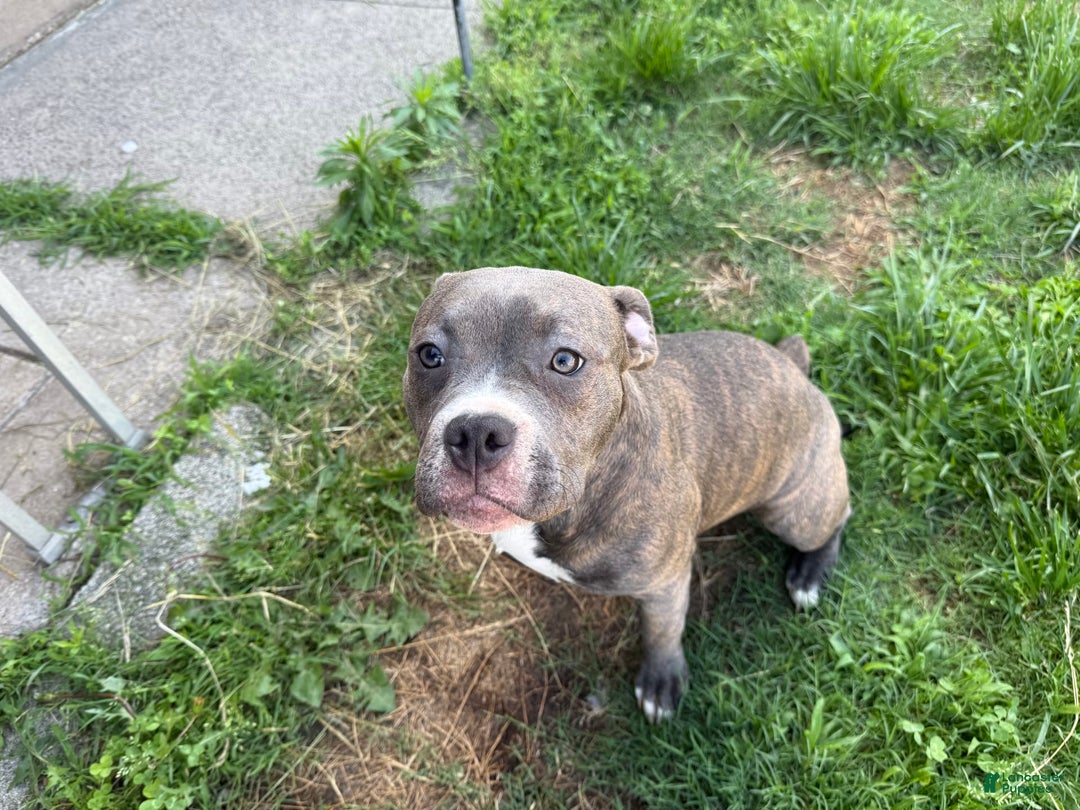 American Pit Bull Terrier dogs for sale: Cici - Image 4