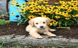 Golden Retriever dogs for sale: Felix - Image 3