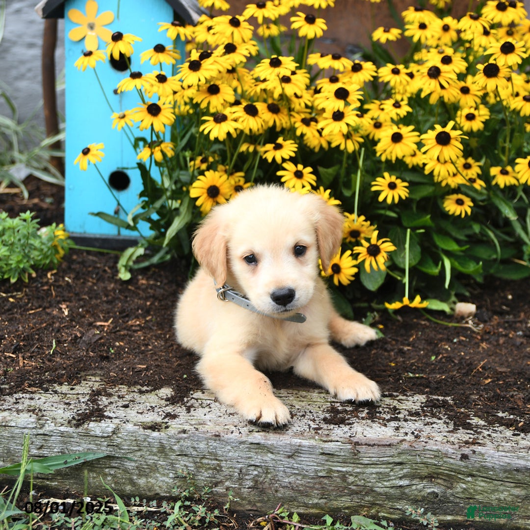 Golden Retriever dogs for sale: Felix - Image 3