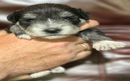 Miniature Schnauzer dogs for sale: Cooper - Image 9