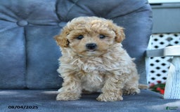 Maltipoo dogs for sale: Puffball - Image 3